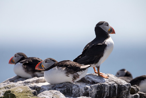 Farnes_058_LC_4899