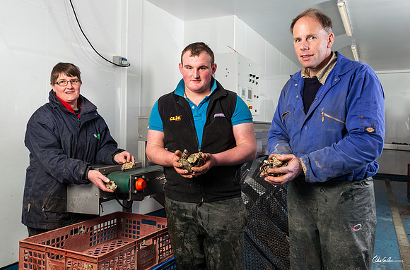 Lindisfarne Oysters