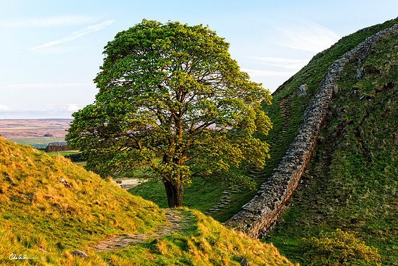 "Side Lit Sycamore Gap"