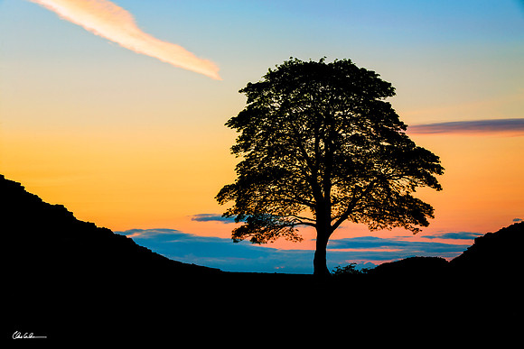 "Sycamore Gap - Sunset Silhouette"