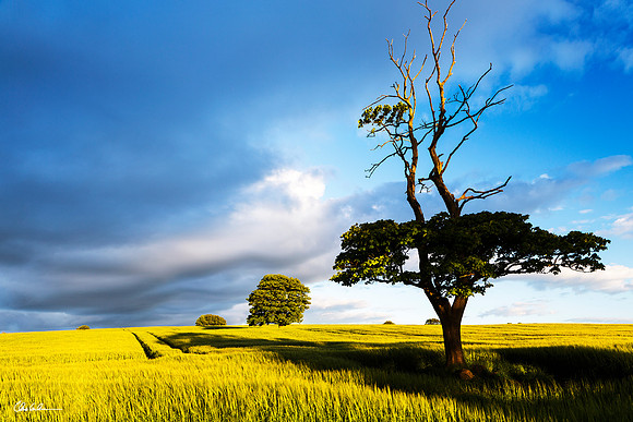 "Twisted Tree"