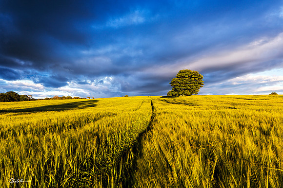 Summer Scene at Shilbottle