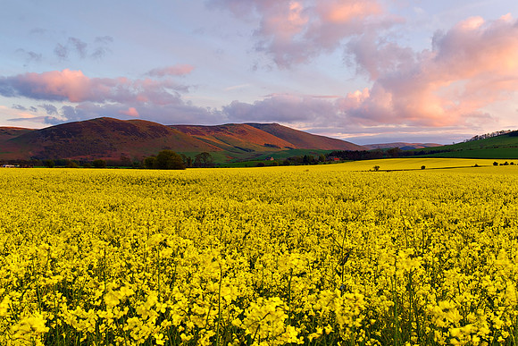 "Last Light on The Cheviots"