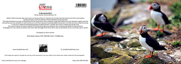 A Wonderful Bird_A5 Greeting Card_CDl.GRE.FAR.003