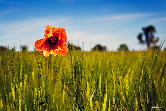 "Poppy & Barley"