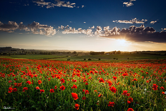 "Alnmouth Poppies"