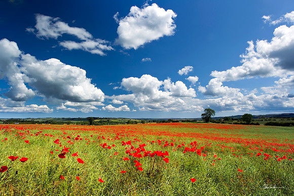 "Poppy View"