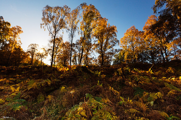 "Autumn"