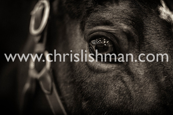 Horse Cameo