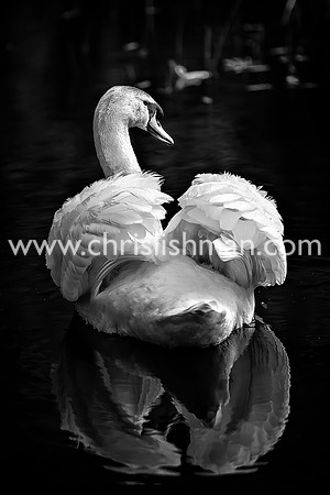 Swan