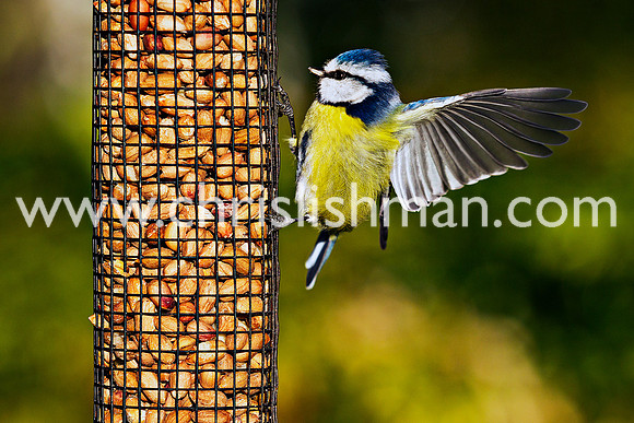 Flapping