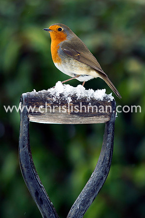 Robin
