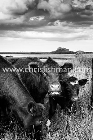 Lindisfarne Luing Beef Cattle