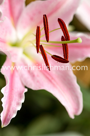 Lily I