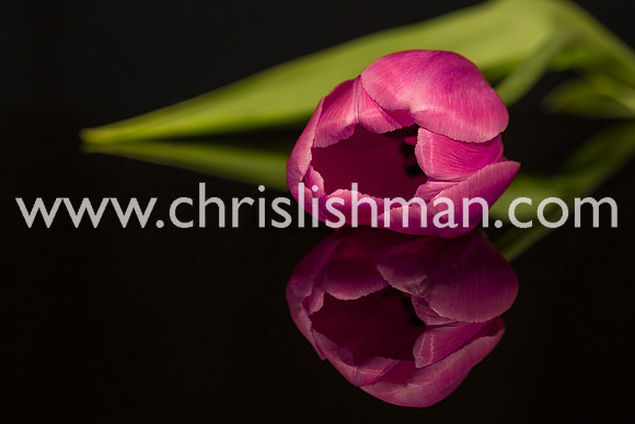 Tulip Reflection II