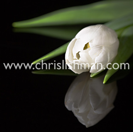 Tulip Reflection I