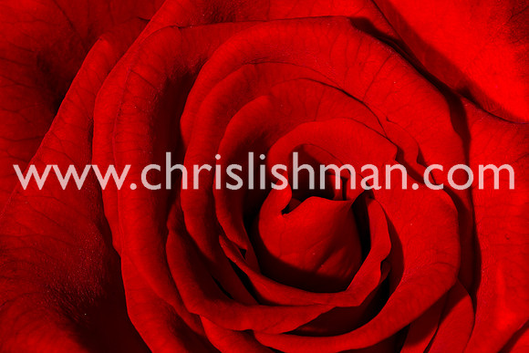 Red Rose Cameo