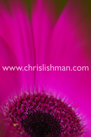 Gerbera Blur