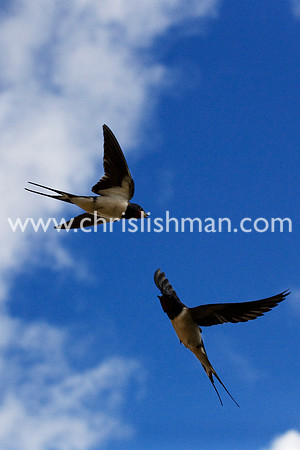 Swallows