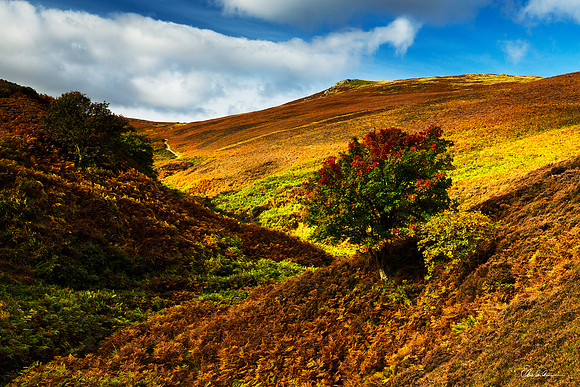 Changing Light and Colours - Harthope Valley