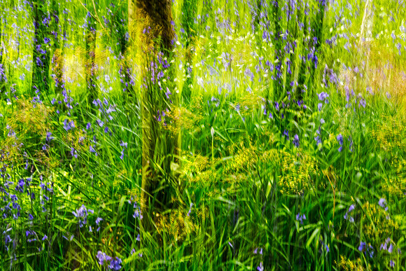 Bluebell ICM Abstract