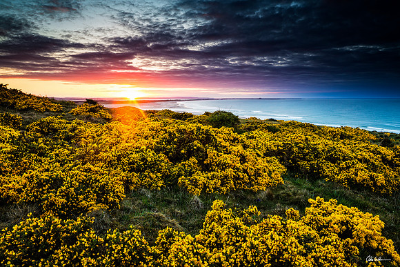 "Gorse on the Course"