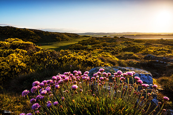 "Sea Thrift at the 16th"