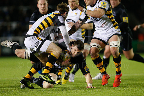 Falcons v Wasps_105_LC_9477