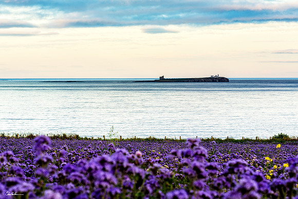 "Inner Farne"
