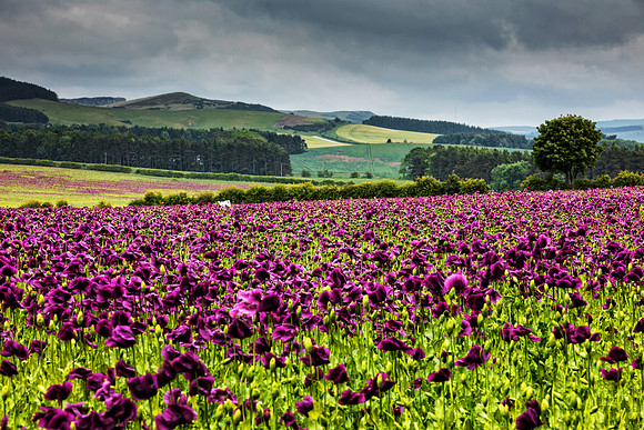 Purple Poppy Field