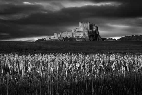 Bulrush B&W