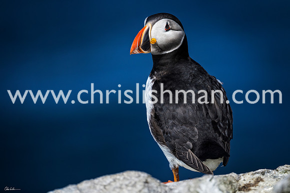 Puffin