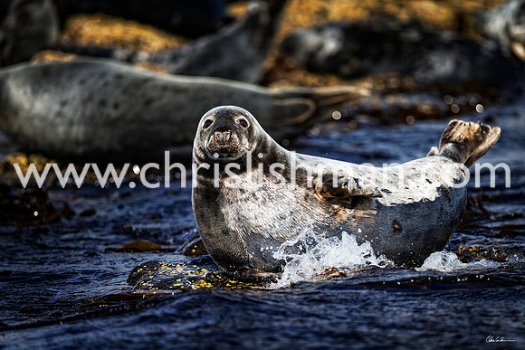 'Splash'