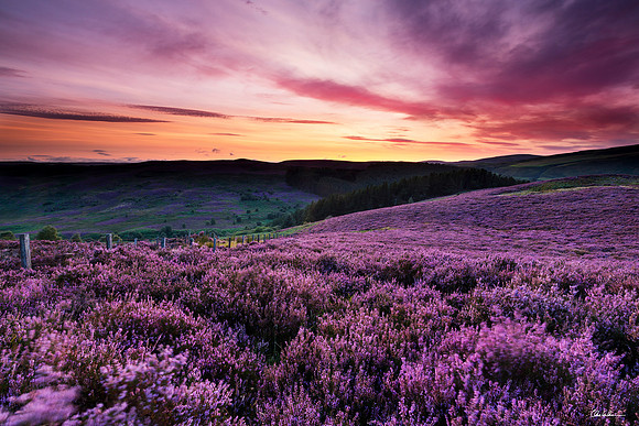 A Northumberland View