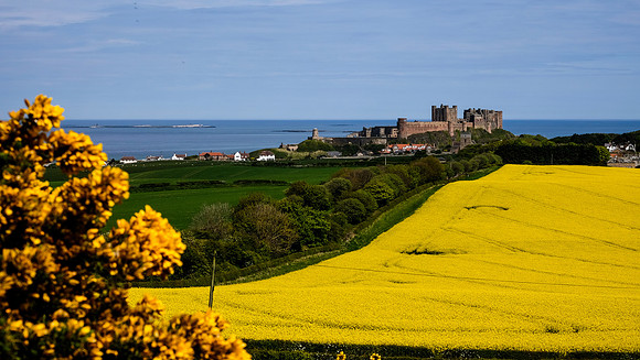 Gorse and Castle II