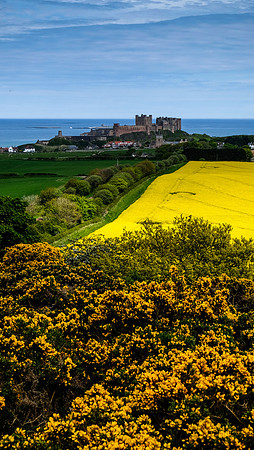 Gorse and Castle