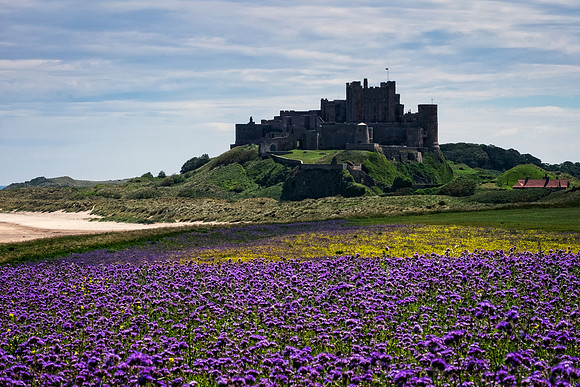 Purple Field and Castle