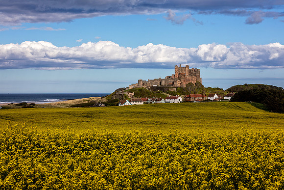 Yellow Field