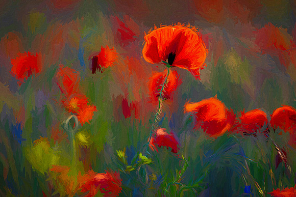 Poppy Patch