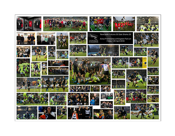Photographer's Story Board_Sale Sharks