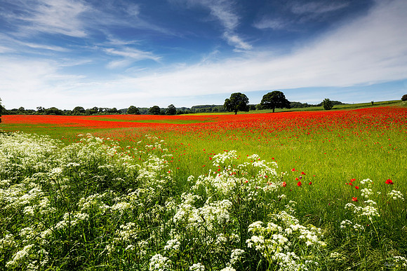 "Aydon Castle Poppies"