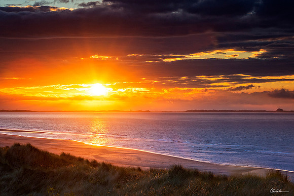 "Bamburgh Sunburst"