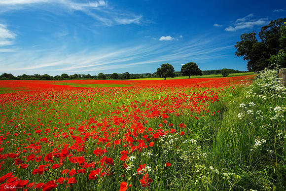 "Aydon Castle Poppies"