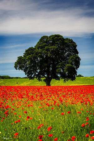 Aydon Castle Poppies II