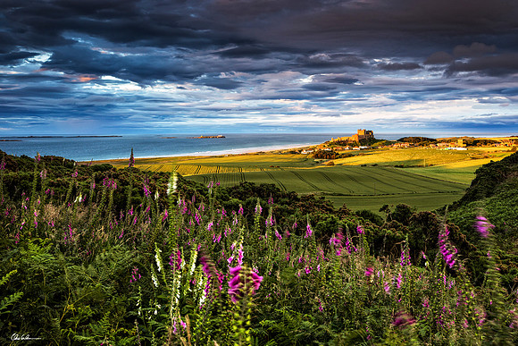 "Bamburgh Foxgloves"