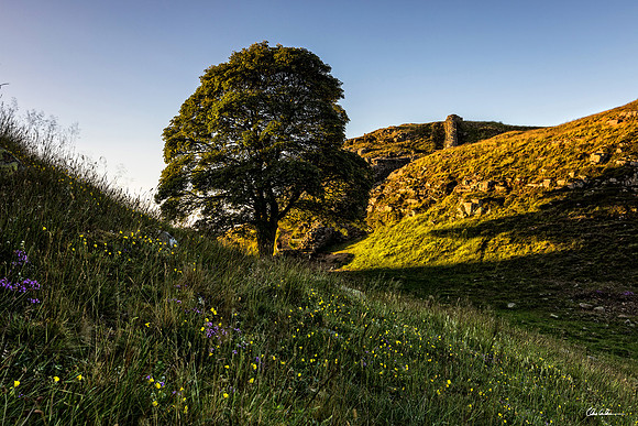 "Summer at Sycamore Gap"