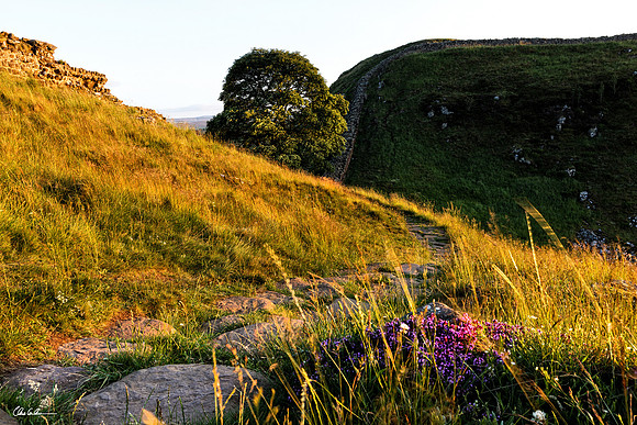 "Sycamore Gap Pathway"