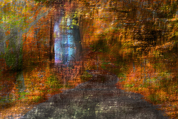 Callaly Trees