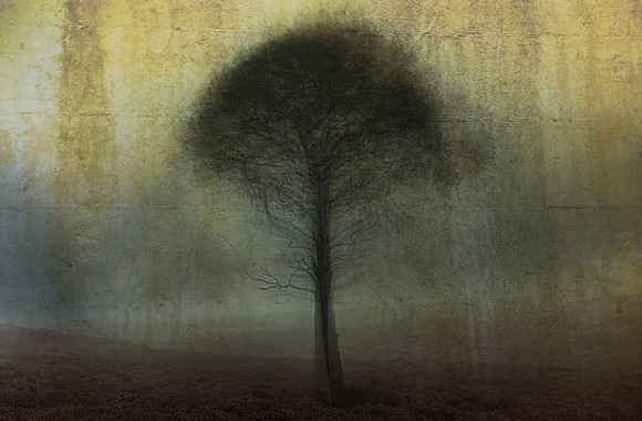 Lonesome Pine