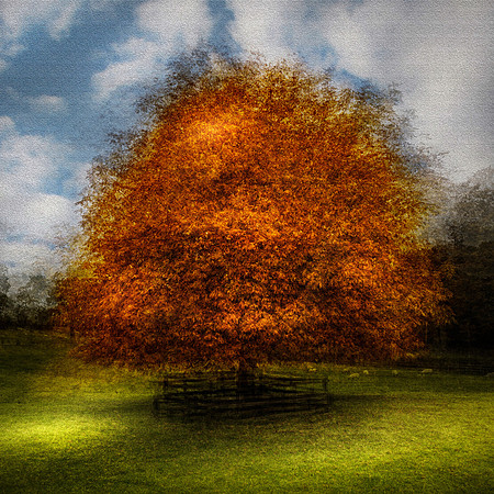 Horse Chestnut